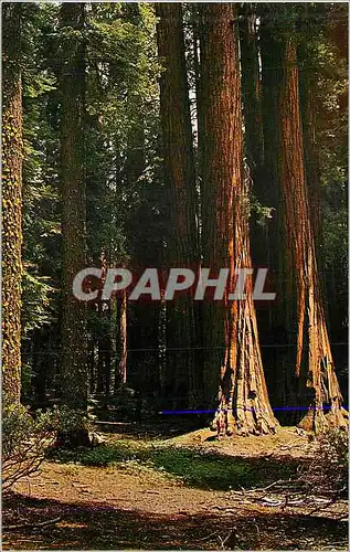 Ansichtskarte AK Giant Redwoods The California House Group