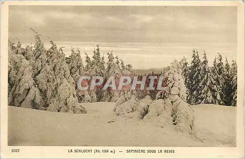 Ansichtskarte AK La Schlucht (Alt 1159 m) Sapiniere sous la Neige