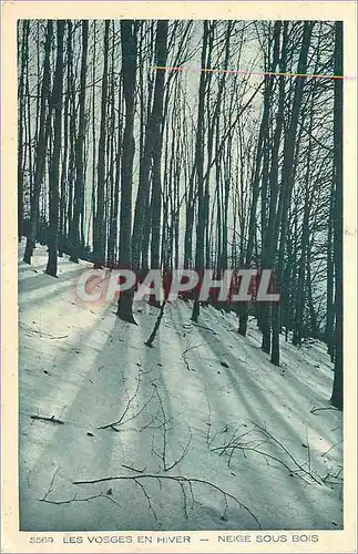 Ansichtskarte AK Les Vosges en Hiver Effet de Neige sous Bois