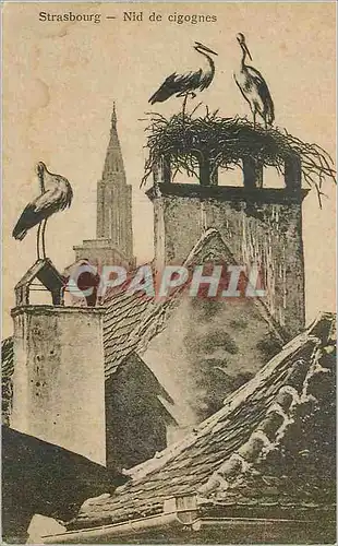Cartes postales Strasbourg Nid de Cigognes
