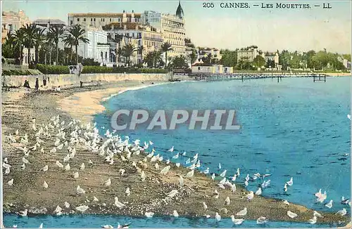 Cartes postales Cannes Les Mouettes