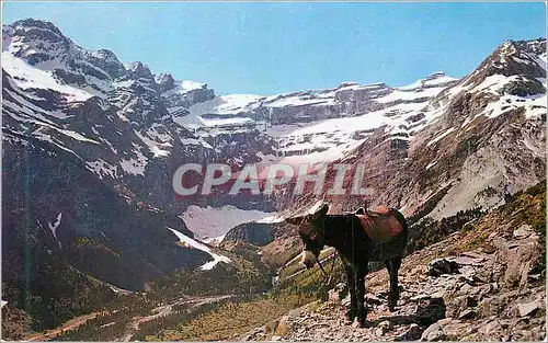 Cartes postales moderne Gavarnie (Htes Pyr) Fatigue mais quel spectacle Ane Donkey