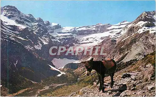 Moderne Karte Gavarnie (Htes Pyr) Fatigue mais quel spectacle Ane Donkey