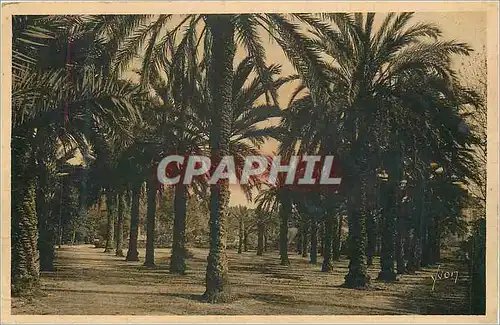 Cartes postales La douce france 44 cote d azur hyeres(var) jardin denis les palmiers