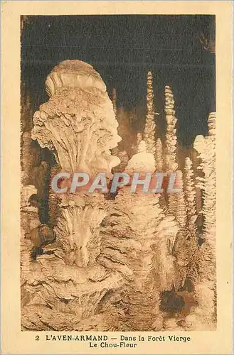 Cartes postales L aven armand dans la foret vierge le chou fleur