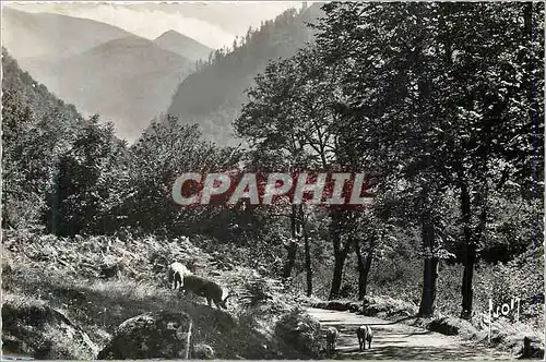 Cartes postales moderne Route de la vallee du lys (hte garonne) la route Cochons Porc