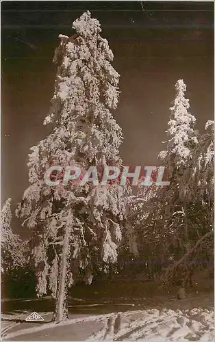 Cartes postales moderne Hautes vosges la schlucht les sapins sous la neige