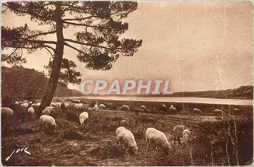 Ansichtskarte AK Hossegor pres Capbreton Paturages au bord du lac Moutons