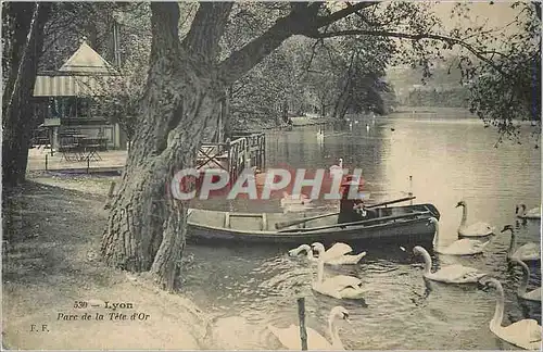 Cartes postales Lyon parc de la tete d or Cygnes