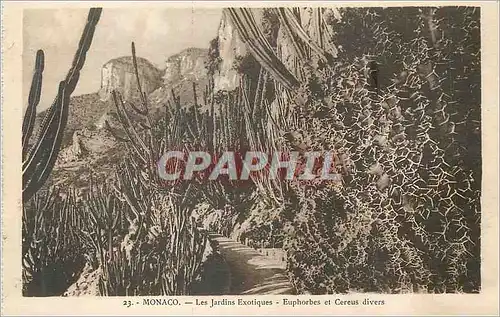 Cartes postales Monaco Les Jardins Exotiques Euphorbes et Cereus divers
