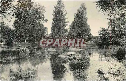 Cartes postales moderne Foret de Fontainebleau La Mare aux Pigeons (Franchard)