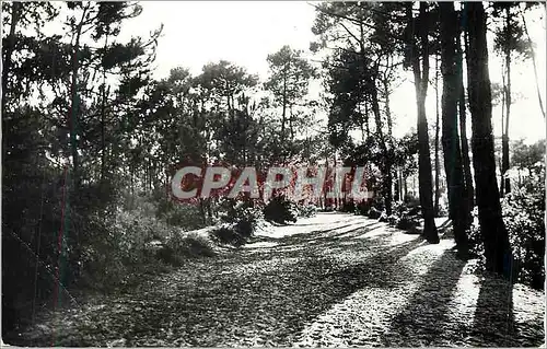 Cartes postales moderne Sion sur l'Ocean (Vendee) par Saint Hilaire de Riez Chemin sous Bois Emprunte par les Colonies d
