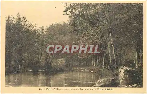 Cartes postales Pont Aven Promenade du Bois d'Amour Etude d'Arbres