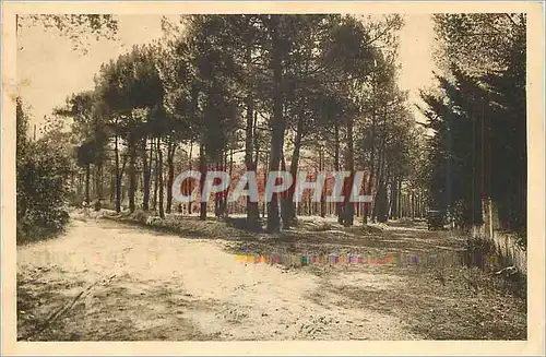 Cartes postales Le Poitou Pittoresque Sion sur l Ocean Vendee L Orce du bois Au rond point de la route de St Hil
