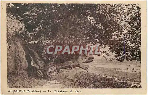 Cartes postales Arradon Morbihan Le Chataignier de Kerat