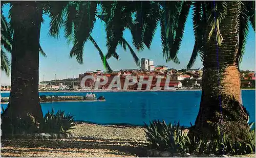 Cartes postales moderne Antibes Echappee sur la Vieille Ville a Travers les Palmiers