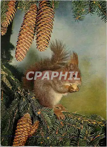 Cartes postales moderne Escureuil