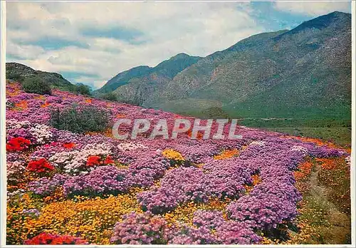 Moderne Karte Cape South Africa Floral Carpet at Montagu Nature Garden in Spring