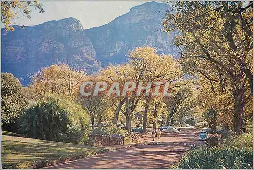 Cartes postales moderne A Sylvan Setting at Kirstenbosch Cape Under the Bridge in the left Foreground flows the Liesbeek