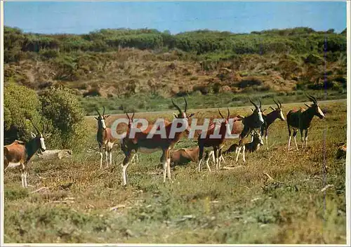 Cartes postales moderne Bontebok Posing for the Camera South Africa