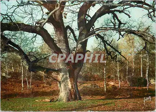 Cartes postales moderne Fontainebleau (S et M) Couleurs et Lumiere de France La Foret