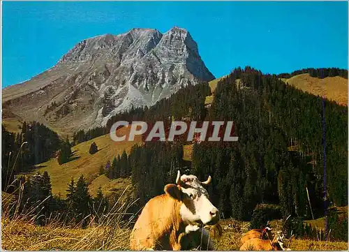 Cartes postales moderne Le Moleson en Gruyeres Vache