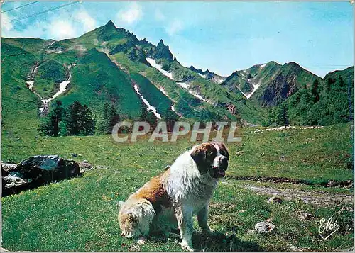 Cartes postales moderne Mont Dore (Puy de Dome) Le Secouriste du Sancy Au fond Le Sancy 1886 m Chien