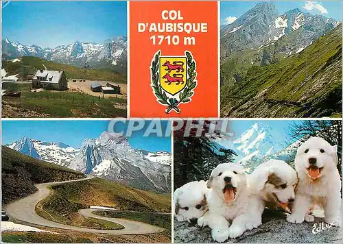 Cartes postales moderne Col d'Aubisque 1710 m Pyrenees Atlantiques Chiens des Pyrenees