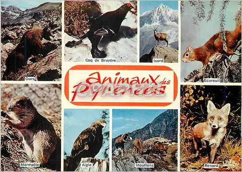 Cartes postales moderne Animaux des Pyrenees Ours Coq de Bruyere Isard Ecureuil Marmotte Aigle Mouflons Renard