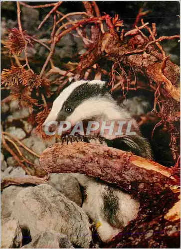 Cartes postales moderne Blaireau