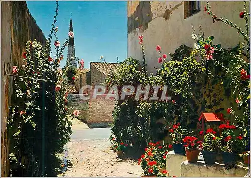 Cartes postales moderne Ile de Re (Charente Maritime) Une Jolie Venelle en Fleurs