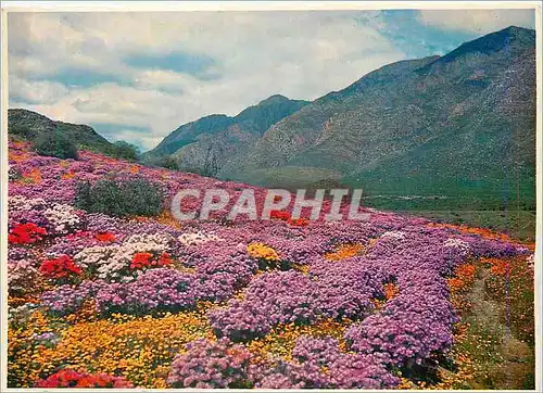 Cartes postales moderne Floral Carpet at Montagu Nature Garden in Spring Cape South Africa
