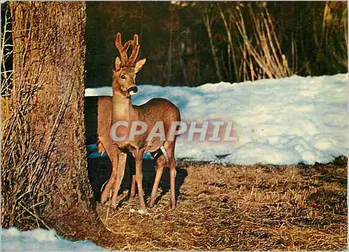 Cartes postales moderne Rehbock
