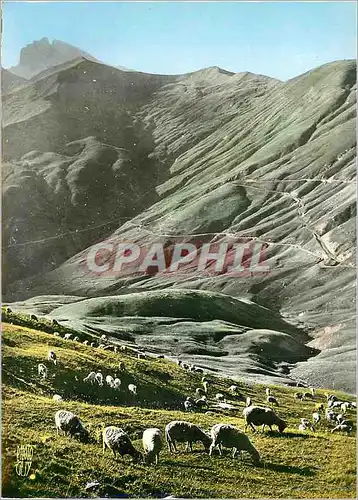 Cartes postales moderne Paturage au Col d'Allos (Basses Alpes) Altitude 2250 metres Moutons