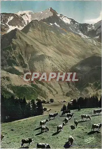 Cartes postales moderne Paysages Alpestres Paturage face a l'Aiguille de Bionnassay (Alt 4061 m)