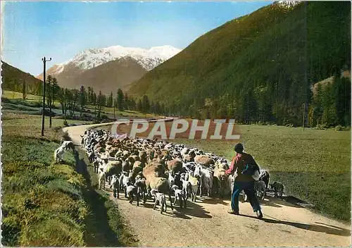 Cartes postales moderne Paysages Alpestres Chant Pastoral Berger Moutons