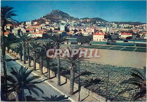 Cartes postales moderne Hyeres Les Palmiers Lumiere et Beaute de la Cote d'Azur