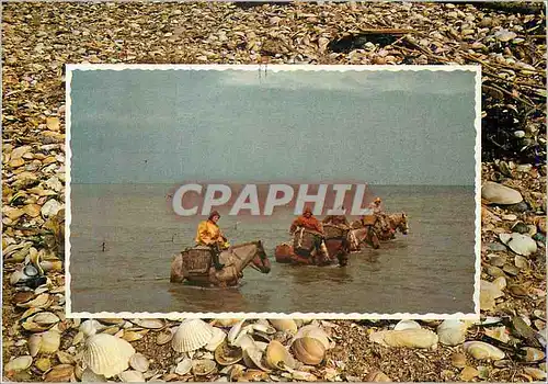Cartes postales moderne Pecheurs de Crevettes