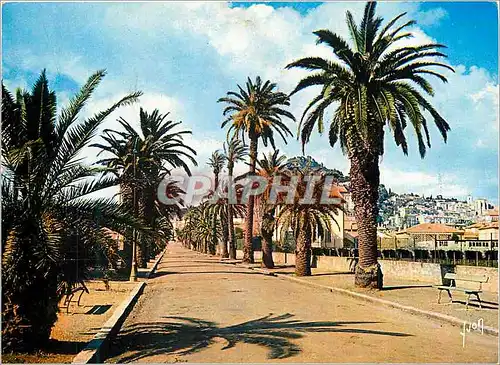 Cartes postales moderne Hyeres (Var) La Cote d'Azur Miracle de la nature Couleurs et Lumiere de France Les Palmiers de l