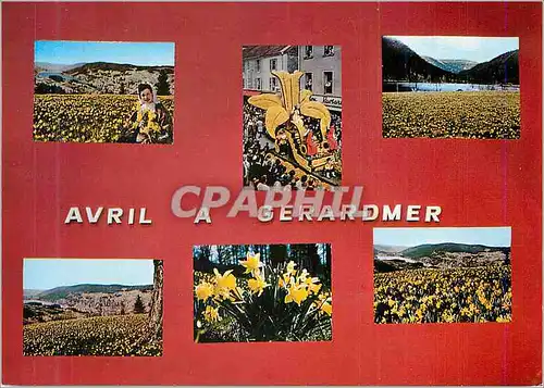 Cartes postales moderne Les Jonquilles a Gerardmer