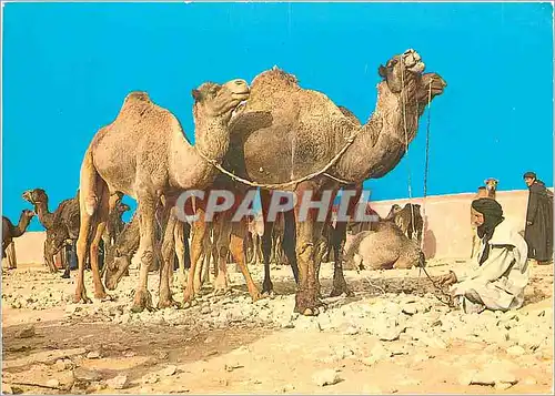 Cartes postales moderne Maroc Typique Chameaux