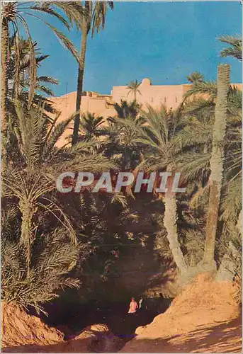 Cartes postales moderne Nefta L'Oasis