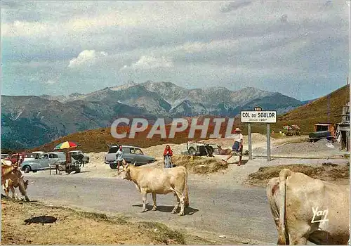 Moderne Karte Nos Belles Pyrenees Au Col du Soulor (alt 1450 m) Vaches