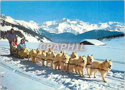 Cartes postales moderne Au Col des Saisies (Savoie) Neige et Soleil Attelage de Chiens Samoyedes