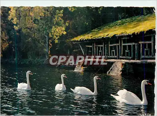 Cartes postales moderne Les Vosges Pittoresques Gerardmer les Cygnes du Lac