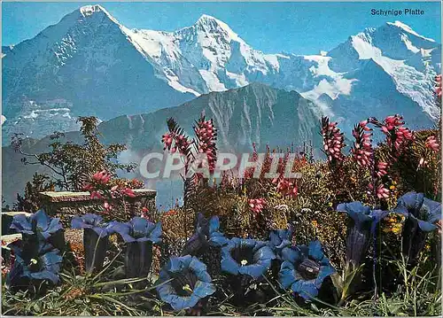 Cartes postales moderne Alpenblumen auf Schynige Platte