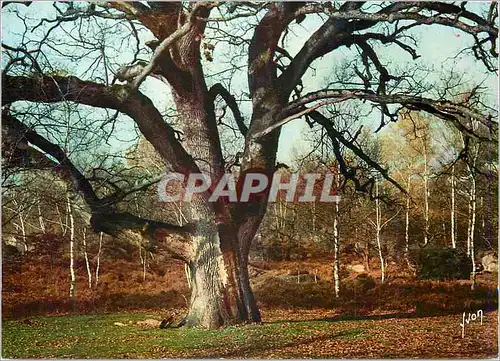 Cartes postales moderne Fontainebleau (S et M) Couleurs et Lumiere de France La Foret Un des plus Beaux Chenes de la For