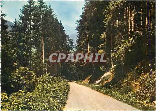 Cartes postales moderne Col des Echarmeaux alt 720 m La Route Forestiere