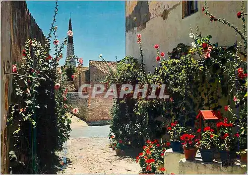 Cartes postales moderne Ile de Re (Charente Maritime) Une Jolie Venelle en Fleurs