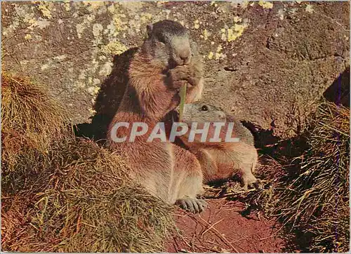 Cartes postales moderne Murmeltiere